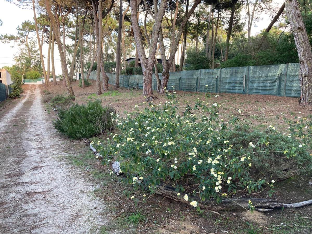 Moradia no Pinhal com Piscina - Espaço e Privacidade para as suas Férias! Sintra Exterior foto